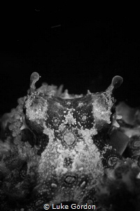 Blue-ring Octopus Portrait by Luke Gordon 